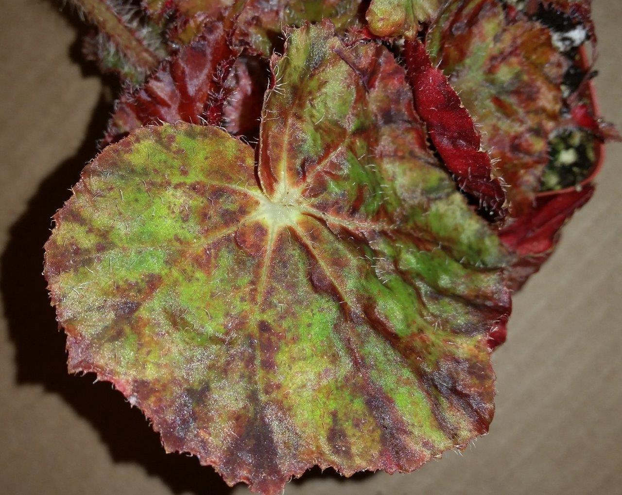 B. ‘Autumn’s Best’